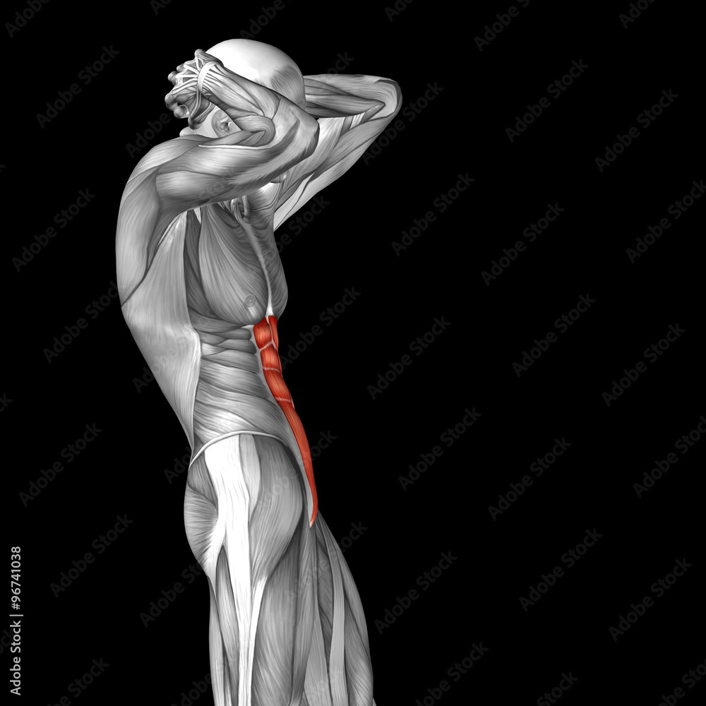 Conceptual 3D anatomy muscle isolated Conceptual 3D anatomy muscle isolated