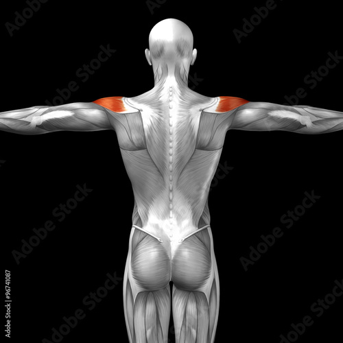 Conceptual 3D anatomy muscle isolated