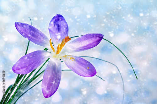 Crocus flower under falling snow