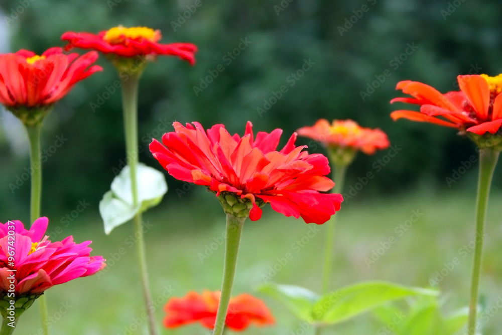 Red flowers on a green background