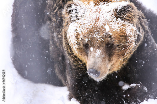 The Snow Brown Bear, Hokkaido, Japan