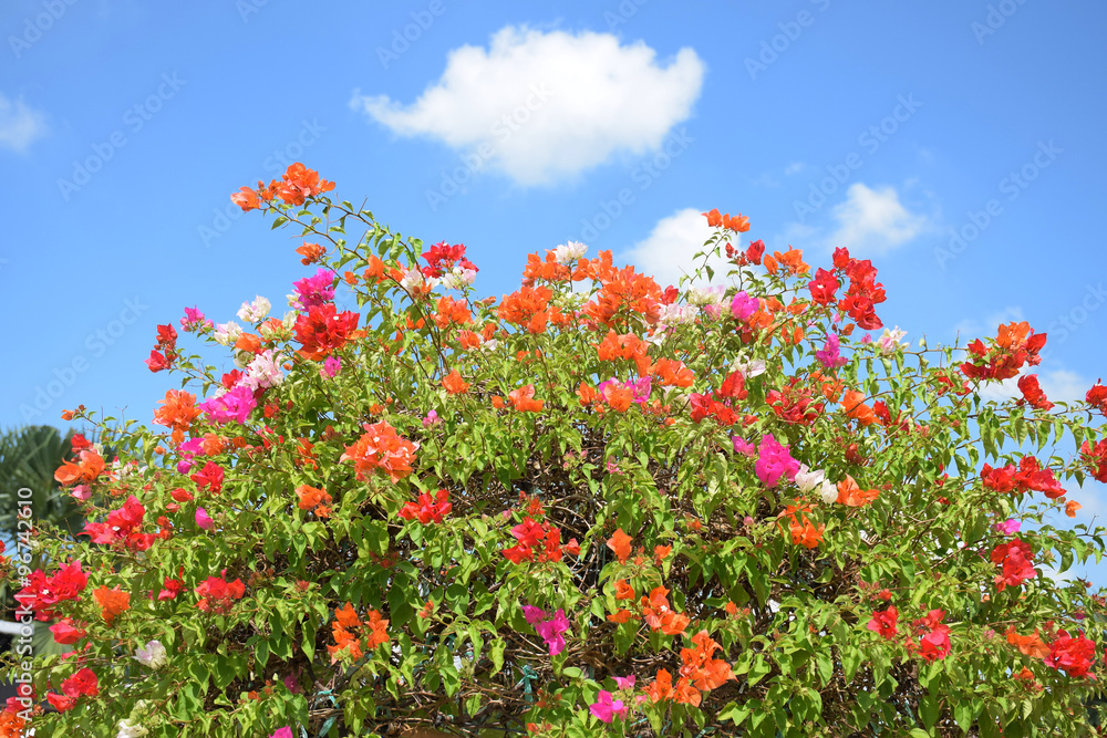 Bougainvillea flower from Thailand
