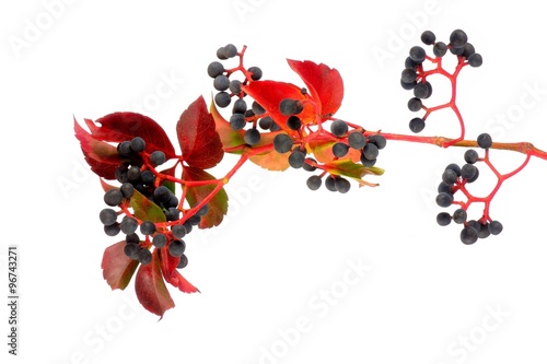 Colorful Fall Leaves- Beautiful autumn colors