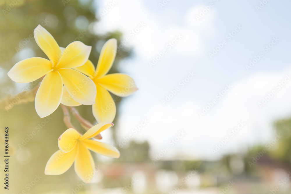 Frangipani flower Frangipani flower