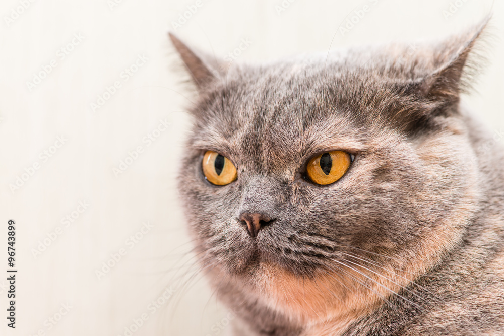 Close-up of British Shorthair cat, 5 years old