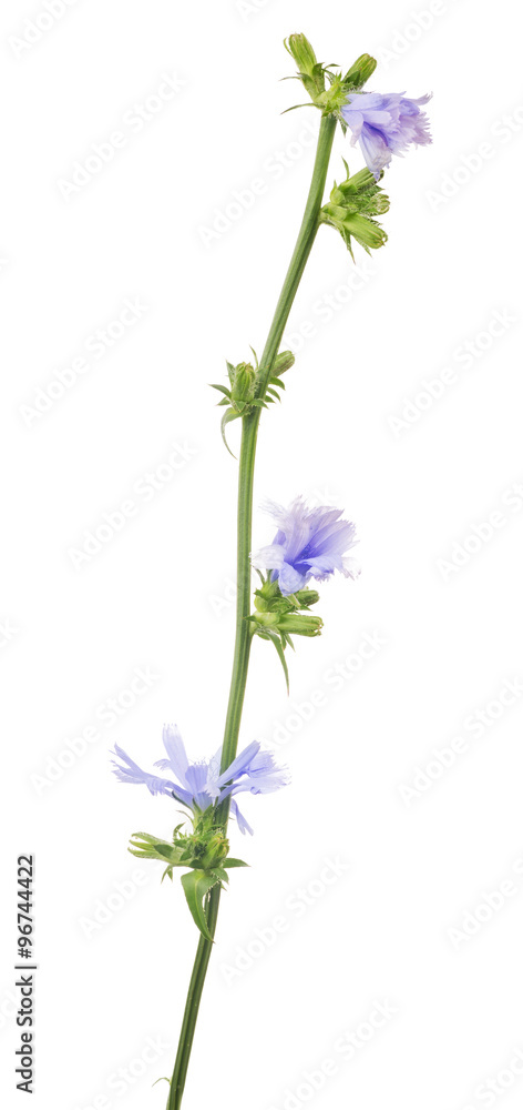Naklejka premium Cichorium flower on white background