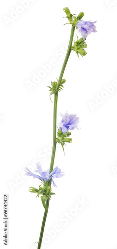 Cichorium flower on white background