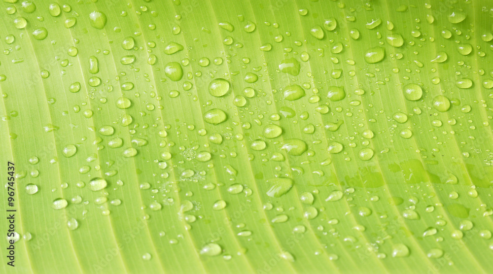 Water drops on banana leaf Water drops on banana leaf