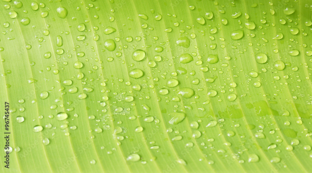 Water drops on banana leaf