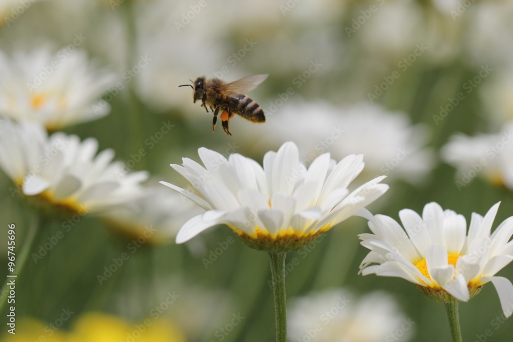 Eine Biene fliegt über Margeriten Eine Biene fliegt über Margeriten