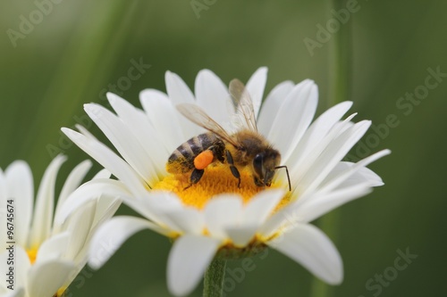Eine Biene in einer Margerite