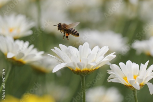 Eine Biene fliegt über Margeriten