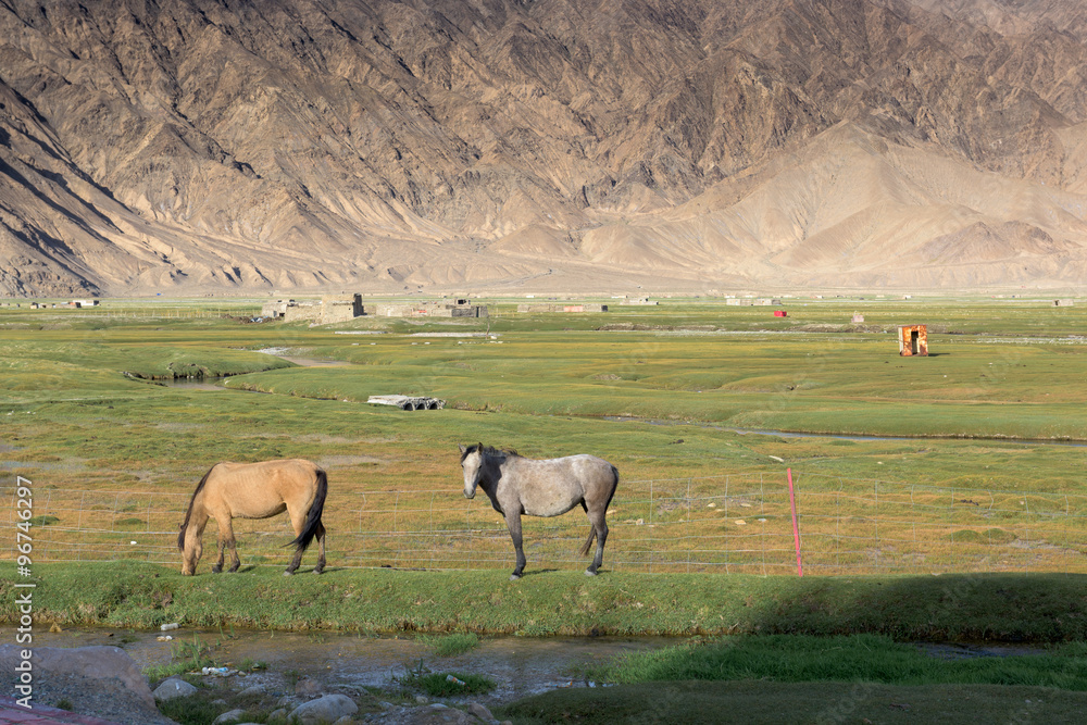 Naklejka premium Sheeps & Goats In High Pasture of Karakoram Highway