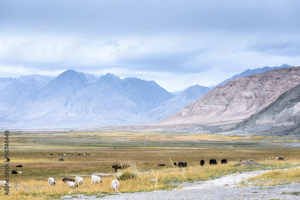 Obraz premium Sheeps & Goats In High Pasture of Karakoram Highway