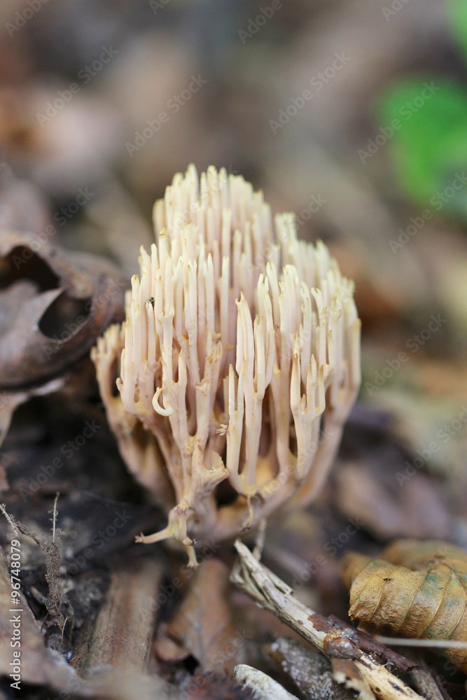 Pilz Pilz