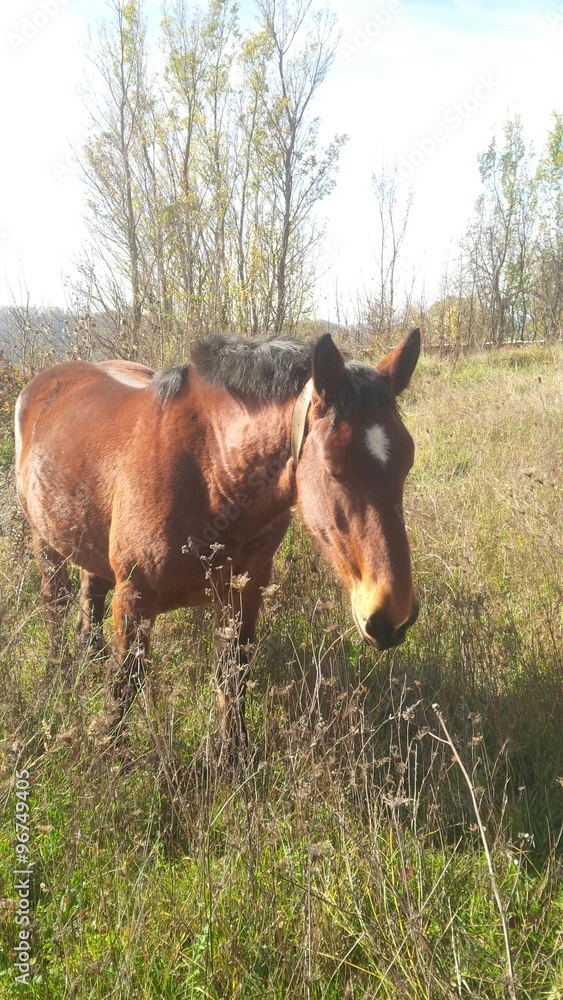ronzino equino ronzino equino