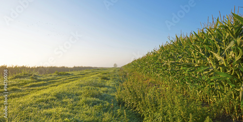 Corn growing on a field at sunrise 