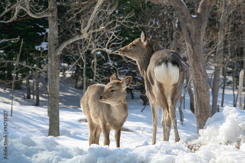 Фотография Hokkaido Sika Deer in Shiretoko