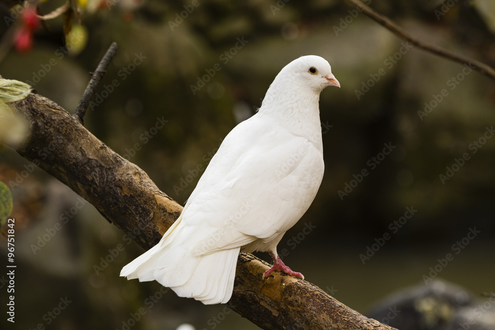 White Dove sitting on a tree branch White Dove sitting on a tree branch