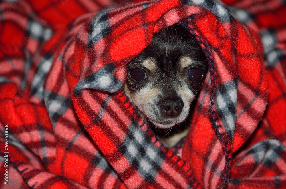 E.T. Call Home -Chihuahua dog peering from a blanket cover E.T. Call Home -Chihuahua dog peering from a blanket cover