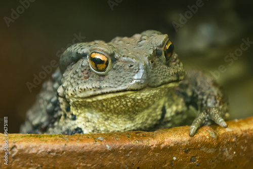 Asian Toad with its paw on the edge of a bowl