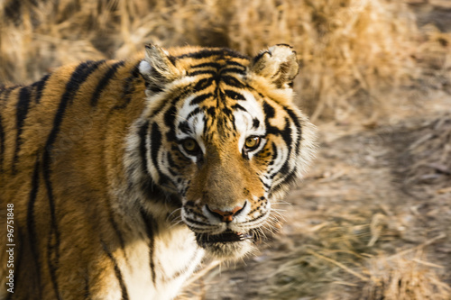Canvas Print Tiger looking into the camera