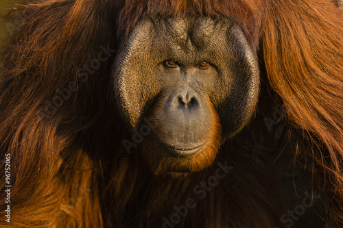 Orang-utan looking into the camera photo