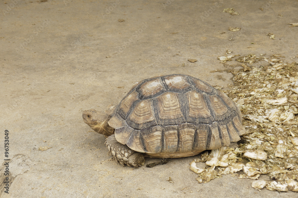 Elongated Tortoise - Indotestudo elongata Elongated Tortoise - Indotestudo elongata