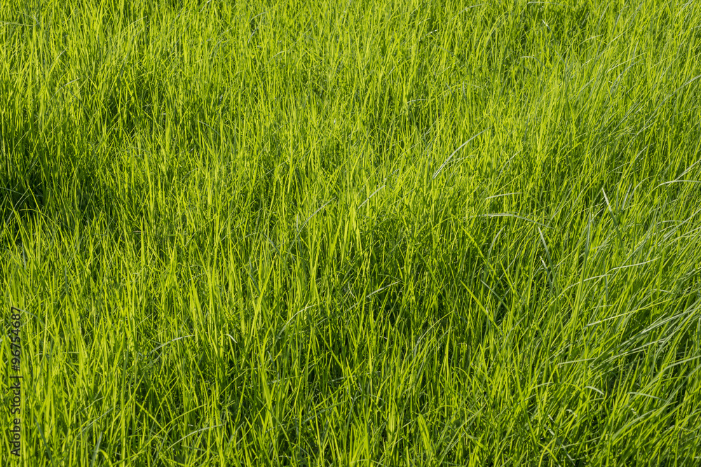 Green grass surface background Green grass surface background