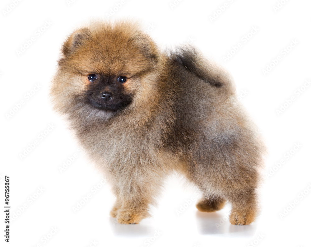 Obraz premium Pomeranian puppy on a white background