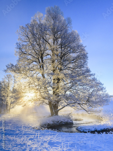 winterlich vereister Baum im morgendlichen Gegenlicht