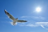 青色の空を飛ぶ白色の鳥 