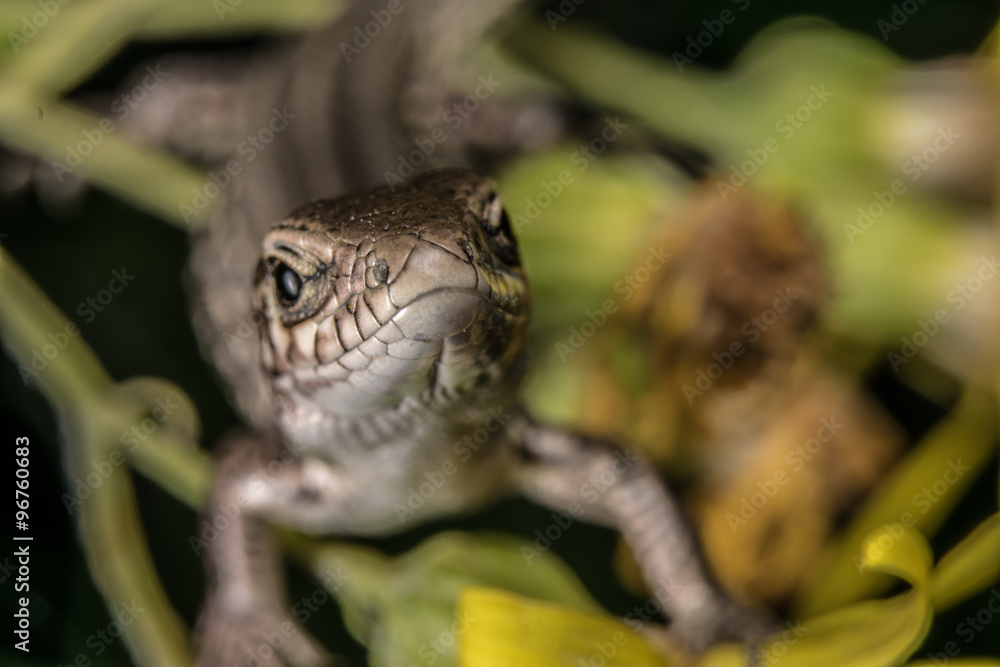 Naklejka premium Ящерица