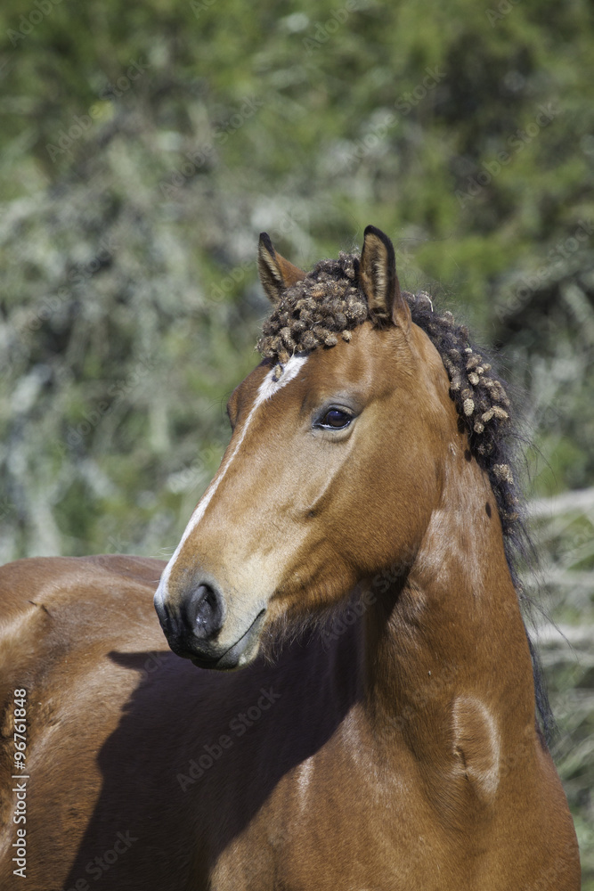 Fototapeta premium Caballo de crines enredadas