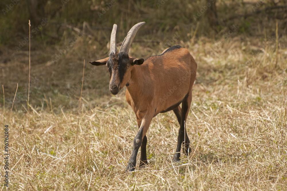 Fototapeta premium Goats