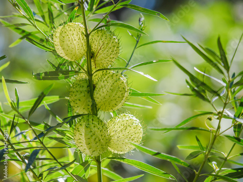 balloon plant