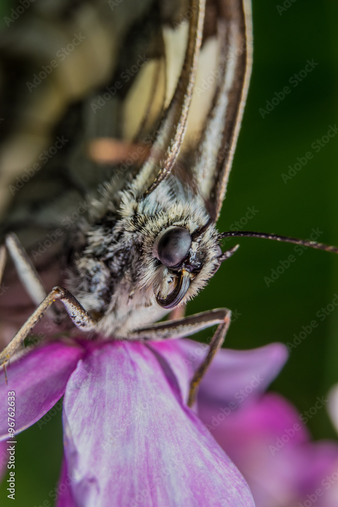 Obraz premium Бабочка