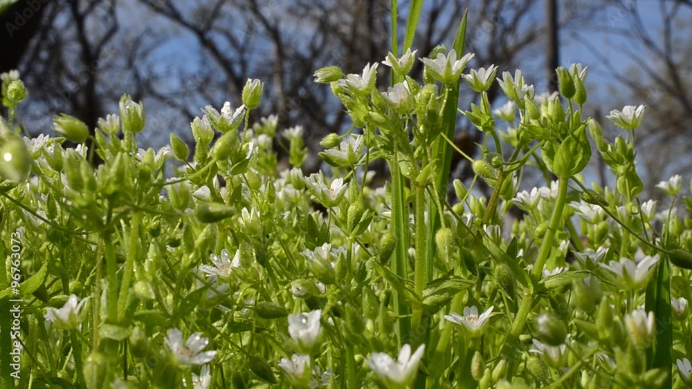 Wild flowers Wild flowers