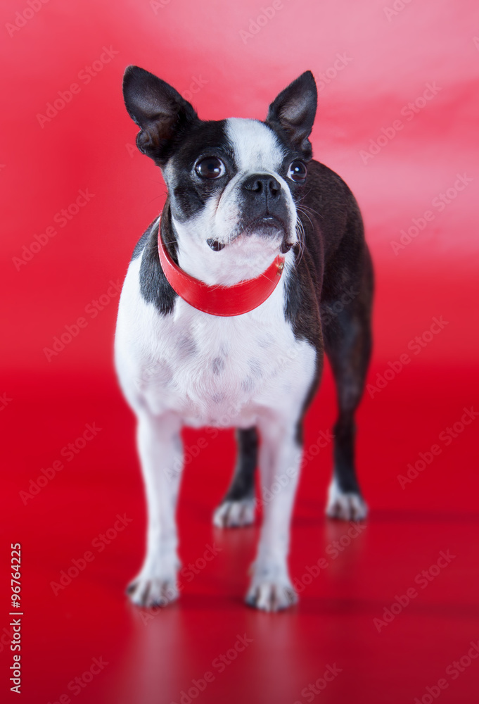 Boston Terrier mit rotem Halsband 2