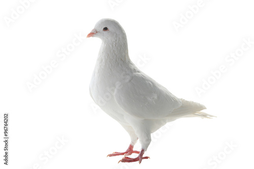 white pigeon © fotomaster