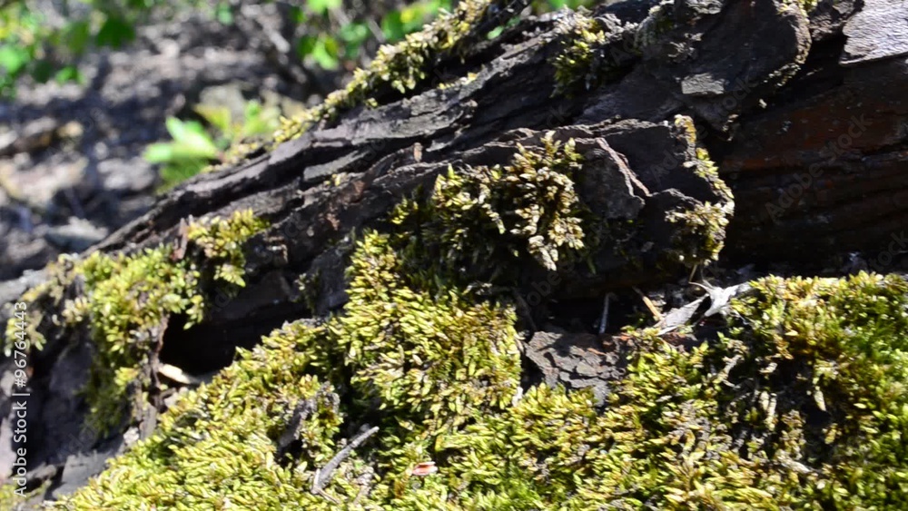 Moss on a tree, in the spring Moss on a tree, in the spring