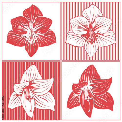 Fototapeta Naklejka Na Ścianę i Meble -  Amaryllis lily flower blossoms duotone line art drawing