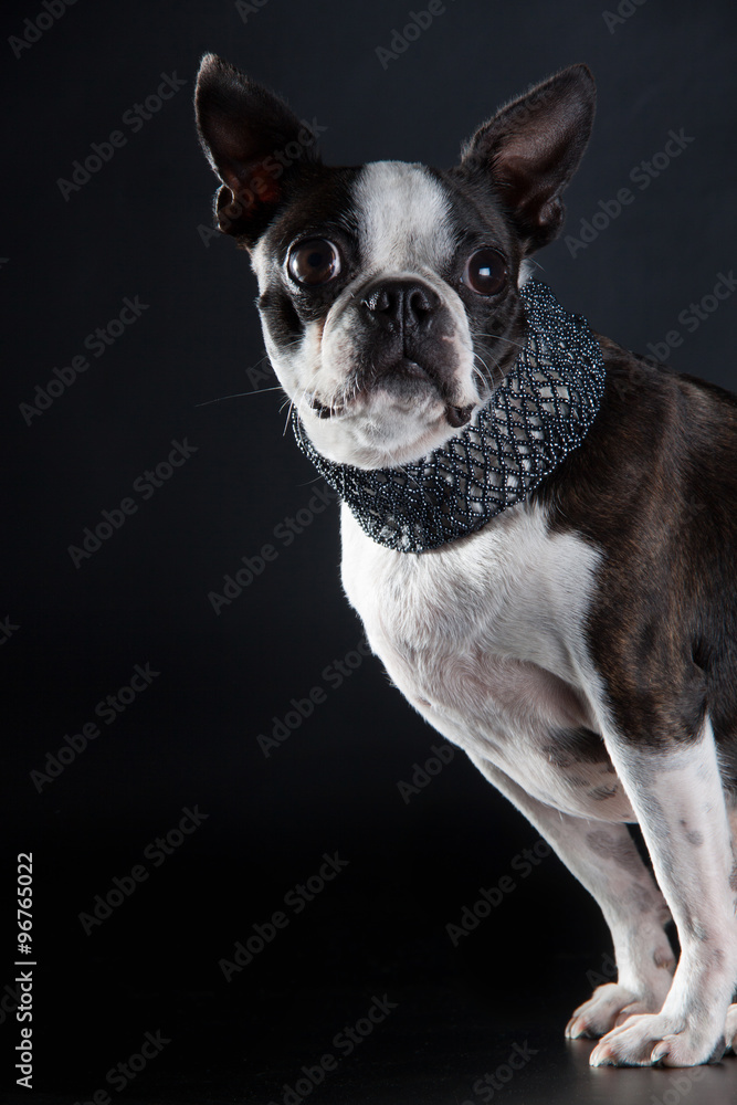 Boston Terrier mit Halskette