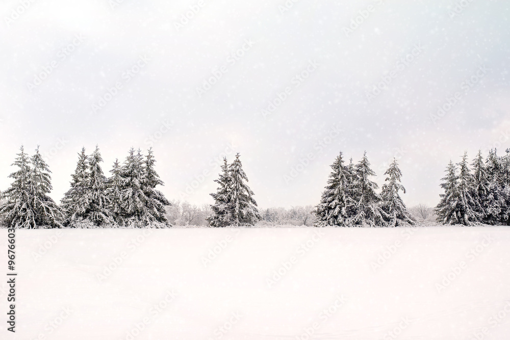 Trees in the snow