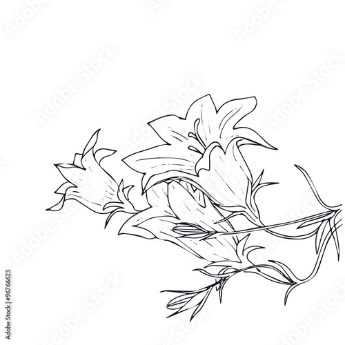 Fototapeta Hand drawn vector with bell flowers
