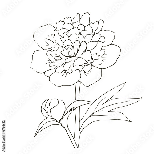 Fototapeta Hand drawn vector with peony flower