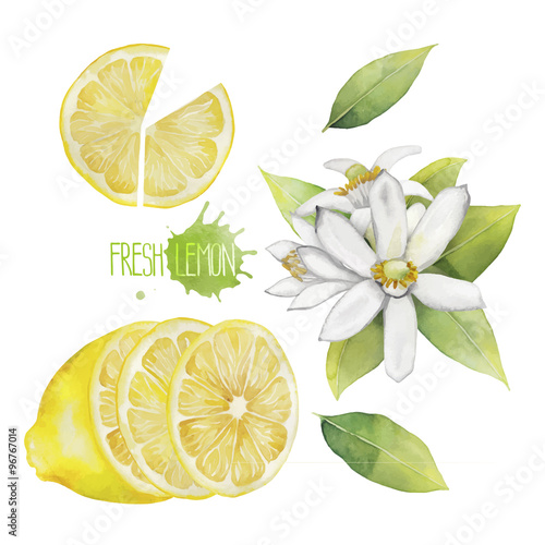 Watercolor lemon collection