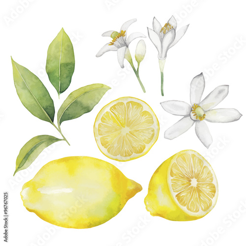 Watercolor lemon collection