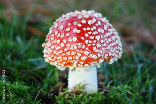 Fly Agaric, red and white poisonous mushroom in the forest