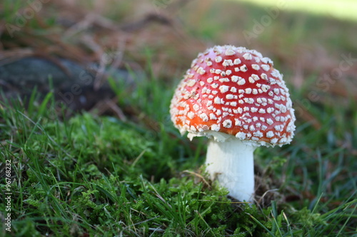 Lucky charm Toadstool